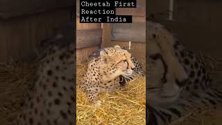 Cheetah First Reaction After India cheetah shorts modi [upl. by Hirst226]