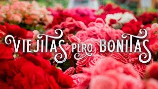 Viejitas Pero Bonitas Románticos De Corazón [upl. by Rennat]