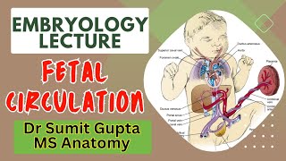 Fetal Circulation  Embryology [upl. by Cerracchio]