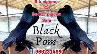 pouter pigeon salepouter pigeon malayalamgaditano pouter pigeon pricesuper birds [upl. by Ramas]