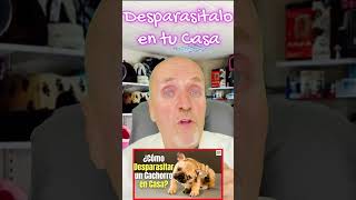 ¿COMO DESPARASITAR UN PERRO CACHORRO EN CASA [upl. by Zsolway517]