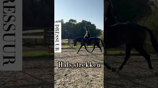 Hals strekken leer het paard jouw hand te volgen horse horsetrainer equestrian horsetraining [upl. by Prager]