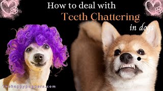 How to deal with dog teeth chattering  Why does it Happen thehappypuppers dogbehavior [upl. by Ashwin551]