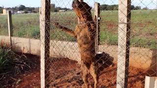 PRESA CANÁRIO  Teste de Agitação  vídeo antigo [upl. by Aitekram192]