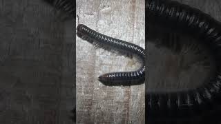 White Legged Snake Millipede On Bonfire Night millipedes insects nature [upl. by Lonier770]