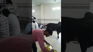 Ahara Kedar shortvideo comedy burla vimsar sambalpur viral video Sambalpur [upl. by Yup]