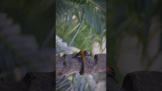 ফ্লেমব্যাক উডপেকারflameback Woodpecker 🔥 shorts wildlife Down2wild [upl. by Yrmac477]