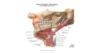 Revision 1 Anatomy for the Submandibular region Gland and External Carotid Artery [upl. by Drucill311]