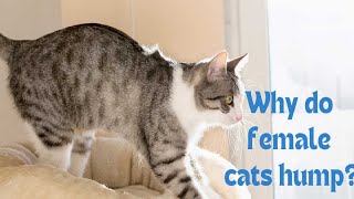 Why Do Female Cats Hump And How To Stop It [upl. by Ayatnahs]