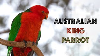 Wild Australian King Parrots Foraging [upl. by Henning866]