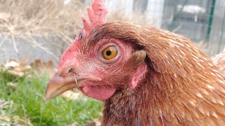 Identifying Mareks Disease in Chickens The most basic symptom of it [upl. by Ekusuy431]