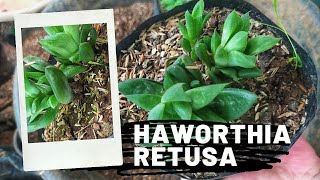 Succulent Propagation How To Propagate Haworthia Retusa  Haworthia [upl. by Yerd]