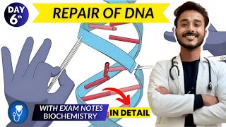 dna repair biochemistry  dna damage response biochemistry  dna repair mechanisms biochemistry [upl. by Gayleen457]