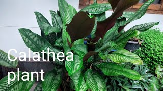 കലാത്തിയ കാട് പോലെ വളരാൻ calathea plant carecalatheaplants [upl. by Riatsala414]