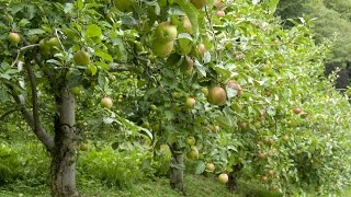 How to Grow Apple Trees  Complete Growing Guide [upl. by Aremaj435]