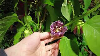 Die EiskÃ¶nigin der Passionsblumen  Passiflora quadrangularis  KÃ¶nigsGranadilla [upl. by Oinimreh]