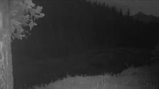 Thing Caught On Camera In The Alberta Rockies [upl. by Race]