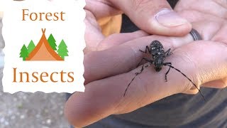 Collecting Insects in A Pine Forest [upl. by Male]