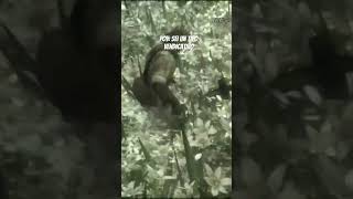 rip The Boss metalgearsolid snakeeater metalgearsolid3 shorts [upl. by Ellebana]