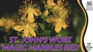 ST JOHN’S WORT MAGIC MARBLES RED for Garden Enchantment 🌺 Hypericum spp [upl. by Herrle779]