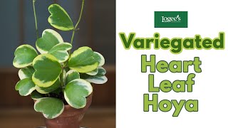 Variegated Heart Leaf Hoya Hoya kerrii Variegata  How to Grow and Care for the Heart Leaf Hoya [upl. by Neelyad525]