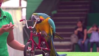 Dubai Dolphinarium Exotic Bird Show [upl. by Icnan]