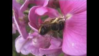 Willughbys Leaf cutter Bee Megachile willughbiella [upl. by Yhprum]