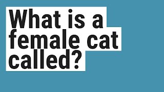 What is a female cat called [upl. by Lindi]