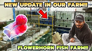 கோயம்புத்தூரில் கொண்ட மீன்கள் பண்ணை  Imported flowerhorns for low price  flowerhorn fish sale [upl. by Erlene]