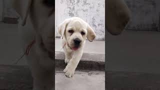 Labour dog Viral video Youtubeshort short video [upl. by Analem22]