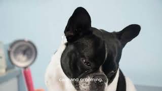 Discover the Adorable World of Boston Terriers Everything You Need to Know dogs bostonterrier [upl. by Atiram778]