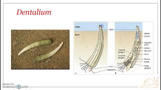 Classification of Phylum Mollusca  Class Scaphopoda [upl. by Tala513]