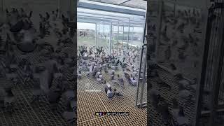 10000000 pigeons🕊️🕊️🕊️🕊️😮😯😯😯😯😯😯viralshort [upl. by Etta]