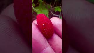 Tasty treats from nature Thimbleberry Berries Harvest [upl. by Oiludbo414]