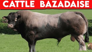 ⭕ Cattle Breeds Bazadaise HISTORY ✅ Every Breed In The World  Bazadaise  Biggest Bulls [upl. by Ecinuahs]