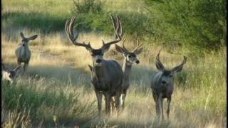 Mule Deer Hunting in Sonora Mexico [upl. by Aisercal]