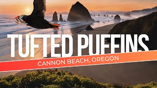 I Flew to Oregon To Photograph A Bucket List Bird  Tufted Puffins [upl. by Toinette]