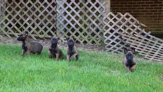 Belgian Malinois Puppies for Sale [upl. by Zilber]