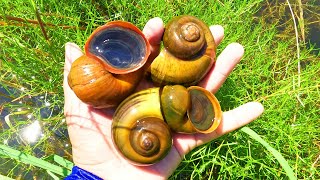 Apple Snail Catching in the Freshwater  Beautiful Natural Apple Snails Picking in the Flood Area [upl. by Xanthus]