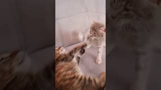 Cimcime  Kitten catsvideo istanbulcats kitten sevimlipatiler catshorts catlover kediyavrusu [upl. by Zaremski]