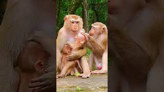 Most Attractive amp Funny Family Monkey Clip  Secret To Live Peacefully For Animals cute [upl. by Elac875]