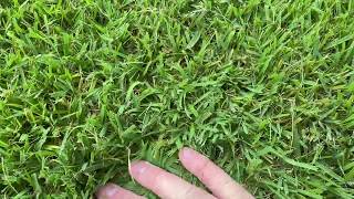 Zoysia Seed Project Video 13  Warmer weather approaching Update on seed plugs and sod [upl. by Scharf]