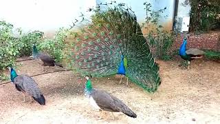 Peacock Dance Display  Peacocks Opening Feathers [upl. by Crispen]