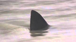 Shark on the Beach Sanibel Island Florida [upl. by Frasco982]