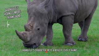 An update on Granville and Azeeza  Woburn Safari Park [upl. by Anavrin]