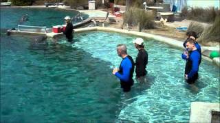 Swimming with the Dolphins in Florida [upl. by Lezley]