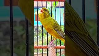 Male canary chirping Canários melodiosos pássaros cantando terapiacanária sons longos de canário [upl. by Irodim588]