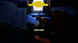 BALAS BUDI KUCING KEPADS MAJIKANNYA [upl. by Klingel730]