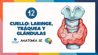 🎤 CUELLO PARTE 2 LARINGE TRÁQUEA Y GLÁNDULAS 💬🌟  Anatomía UDA [upl. by Atsuj]