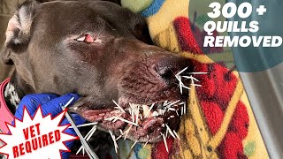 Removing Porcupine Quills  Porcupine Attack  Vet Required [upl. by Naicad831]